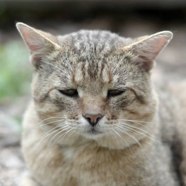 Yeşil gözlü gri çizgili tabby kedi sad namlu portre, seçici odak