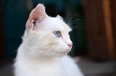 Turkuaz mavi gözlü ve pembe kusurlu kulaklı saf beyaz kedi.