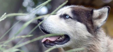 Mavi gözlü Arctic Malamute namlu portre yakın yeşil çim seçici odak ile kaynaklanıyor