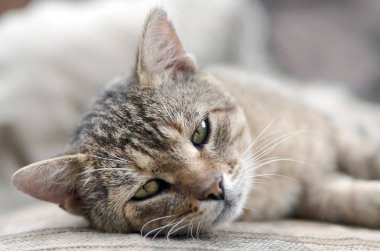 Akşam ları açık havada kanepede uyuklayan üzgün ve tembel bir tabby kedisinin yakın çekim