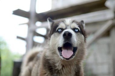 Arctic Malamute mavi gözlü namlu portre yakın. Bu oldukça büyük bir köpek yerli türüdür