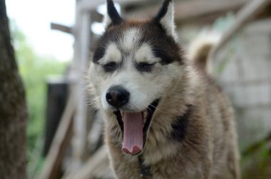 Uykulu husky köpek geniş açık ağız ve uzun dil ile komik esneme