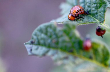 Colorado patates böceği larvaları genç patates yaprağı yemek