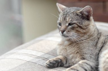 Yeşil gözlü gri çizgili tabby kedi sad namlu portre, seçici odak