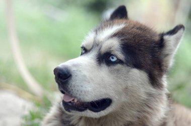 Arctic Malamute mavi gözlü namlu portre yakın. Bu oldukça büyük bir köpek yerli türüdür
