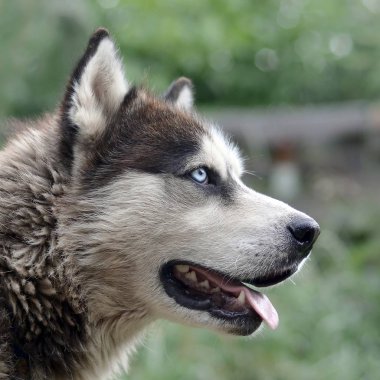 Arctic Malamute mavi gözlü namlu portre yakın. Bu oldukça büyük bir köpek yerli türüdür