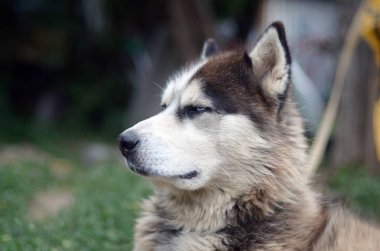 Arctic Malamute mavi gözlü namlu portre yakın. Bu oldukça büyük bir köpek yerli türüdür