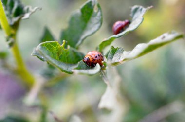 Colorado patates böceği larvaları genç patates yaprağı yemek