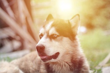 Arctic Malamute mavi gözlü namlu portre yakın. Bu oldukça büyük bir köpek yerli türüdür