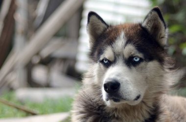 Arctic Malamute mavi gözlü namlu portre yakın. Bu oldukça büyük bir köpek yerli türüdür