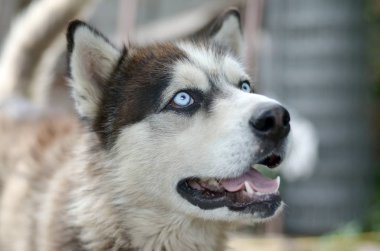 Arctic Malamute mavi gözlü namlu portre yakın. Bu oldukça büyük bir köpek yerli türüdür