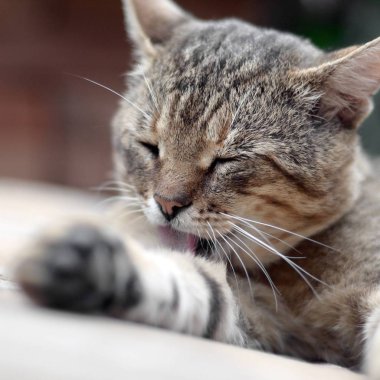 Tabby kedi portre oturma ve açık havada saçlarını yalama ve kahverengi kanepede yatıyor