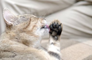 Tabby kedi portre oturma ve açık havada saçlarını yalama ve kahverengi kanepede yatıyor