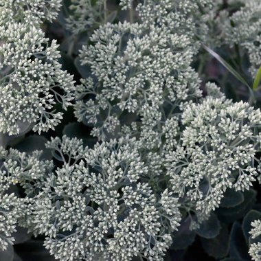 Yeşil çiçekli Hylotelephium telephium beyaz çiçekler lot