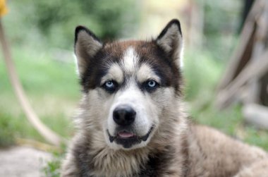 Arctic Malamute mavi gözlü namlu portre yakın. Bu oldukça büyük bir köpek yerli türüdür