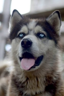 Arctic Malamute mavi gözlü namlu portre yakın. Bu oldukça büyük bir köpek yerli türüdür