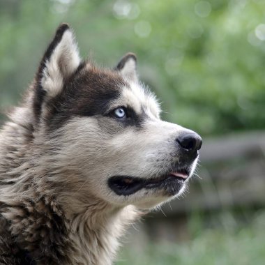 Arctic Malamute mavi gözlü namlu portre yakın. Bu oldukça büyük bir köpek yerli türüdür