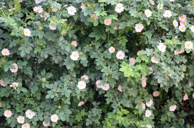 Rosa canina or dog roses in bloom outdoors under daylight clipart