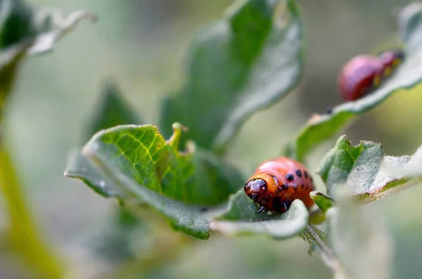 Colorado potato beetle larvae eat leaf of young potato — Stock Photo, Image