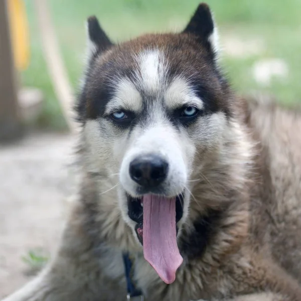 Schläfriger Husky-Hund gähnt lustig mit weit geöffnetem Maul und langer Zunge — Stockfoto