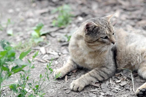 Triste bozal retrato de un gato de rayas grises con ojos verdes, enfoque selectivo —  Fotos de Stock