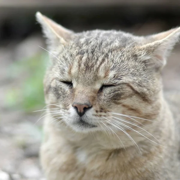 Yeşil gözlü gri çizgili tabby kedi sad namlu portre,