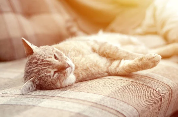 Close-up de um gato triste e preguiçoso dormindo no sofá ao ar livre à noite — Fotografia de Stock