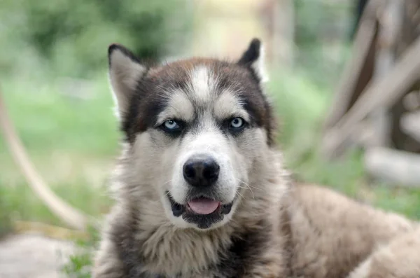 Arctic Malamute con ojos azules bozal retrato de cerca. Este es un perro bastante grande tipo nativo — Foto de Stock