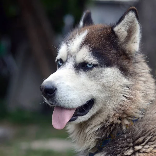 Arktische Malamute mit blauen Augen Schnauze Porträt in Großaufnahme. Dies ist ein ziemlich großer einheimischer Hundetyp — Stockfoto