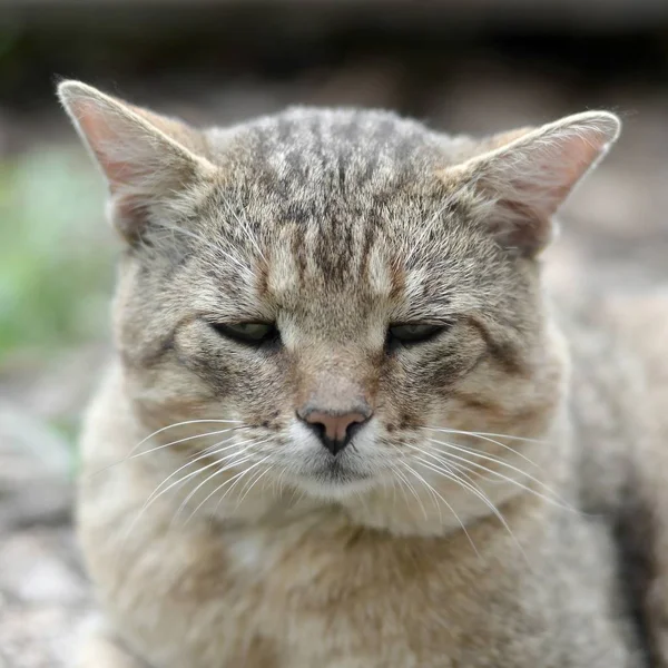 Triste bozal retrato de un gato de rayas grises con ojos verdes, enfoque selectivo —  Fotos de Stock