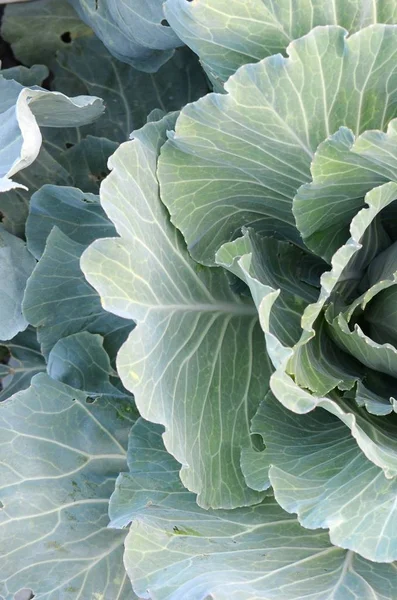 Green cabbage maturing head growing in vegetable farm — Stock Photo, Image