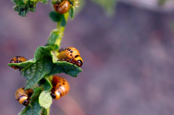 Colorado kever larven eten blad van jonge aardappel — Stockfoto