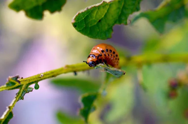 Larvas de escarabajo de la patata de Colorado comen hoja de papa joven — Foto de Stock