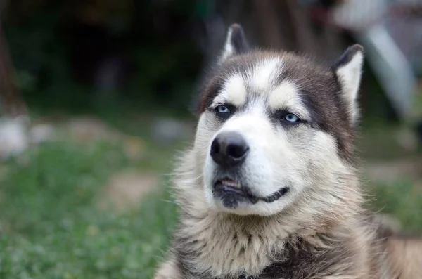 Arctic Malamute con ojos azules bozal retrato de cerca. Este es un perro bastante grande tipo nativo — Foto de Stock