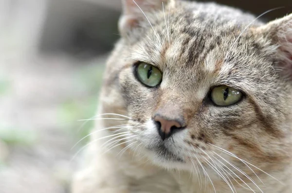 Triste bozal retrato de un gato de rayas grises con ojos verdes, enfoque selectivo —  Fotos de Stock