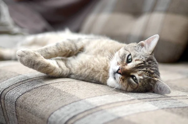 Крупним планом сумний і лінивий таббі кіт, що прибиває на дивані на відкритому повітрі ввечері — стокове фото