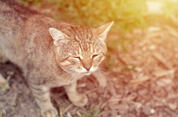 Triste bozal retrato de un gato de rayas grises con ojos verdes, enfoque selectivo — Foto de Stock