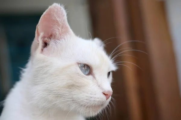 Turkuaz mavi gözlü ve pembe kusurlu kulaklı saf beyaz kedi. — Stok fotoğraf