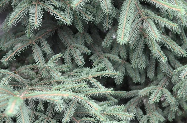 Rami di pungens Picea blu o spinoso abete rosso chiudersi all'aperto — Foto Stock