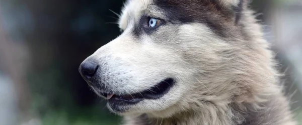 Arctic Malamute avec les yeux bleus portrait museau de près. C'est un type natif de chien assez grand — Photo