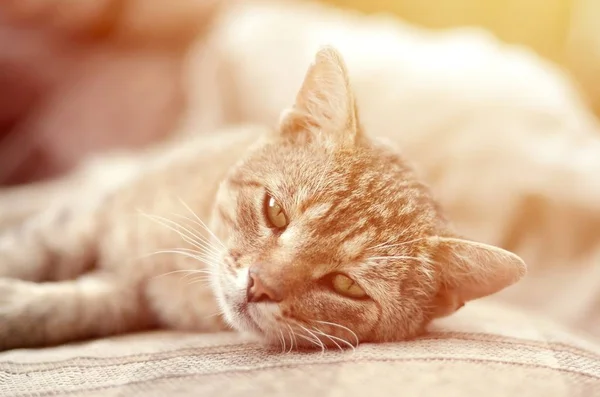 Close-up de um gato triste e preguiçoso dormindo no sofá ao ar livre à noite — Fotografia de Stock