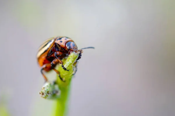 Escarabajo de la patata de Colorado Leptinotarsa decemlineata arrastrándose sobre hojas de patata — Foto de Stock