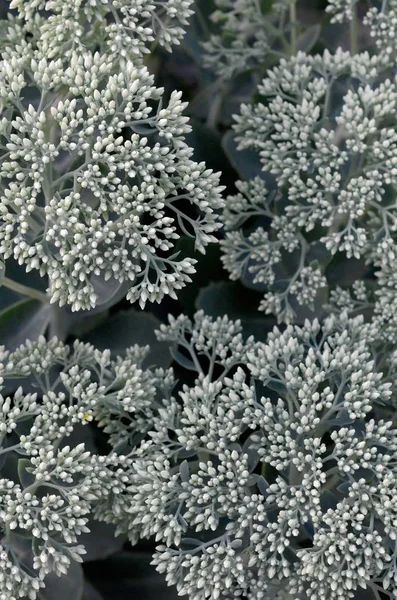 Beaucoup de fleurs blanches Hylotelephium telephium à fleurs vertes — Photo