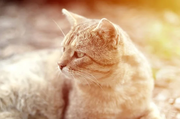 Грустный портрет серой полосатой кошки с зелеными глазами, избирательный фокус — стоковое фото
