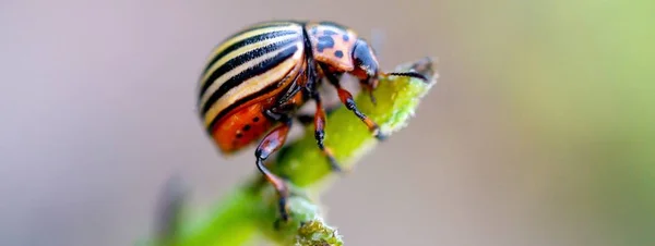 Colorado potato escarabajo Leptinotarsa decemlineata arrastrándose en olla —  Fotos de Stock