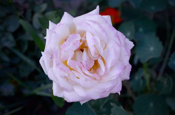 Fleur rose blanche sur fond vert foncé flou — Photo