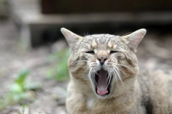 Коричневый тэбби домашний кот зевает на размытом зеленом дворе — стоковое фото