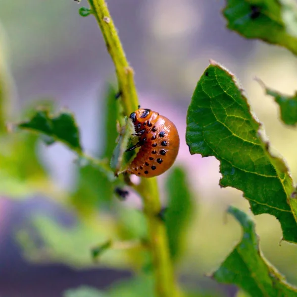 Colorado kever larven eten blad van jonge aardappel — Stockfoto