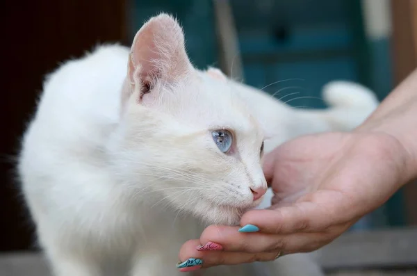 白猫低头闻和吃猫的食物 — 图库照片