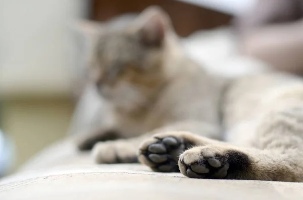 Traurige gestromte Katze liegt auf weichem Sofa im Freien und ruht mit Pfote im Fokus — Stockfoto